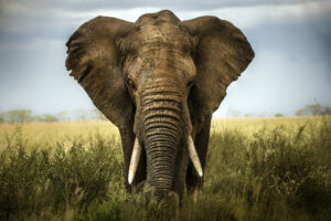 LOVE ZIMBABWE