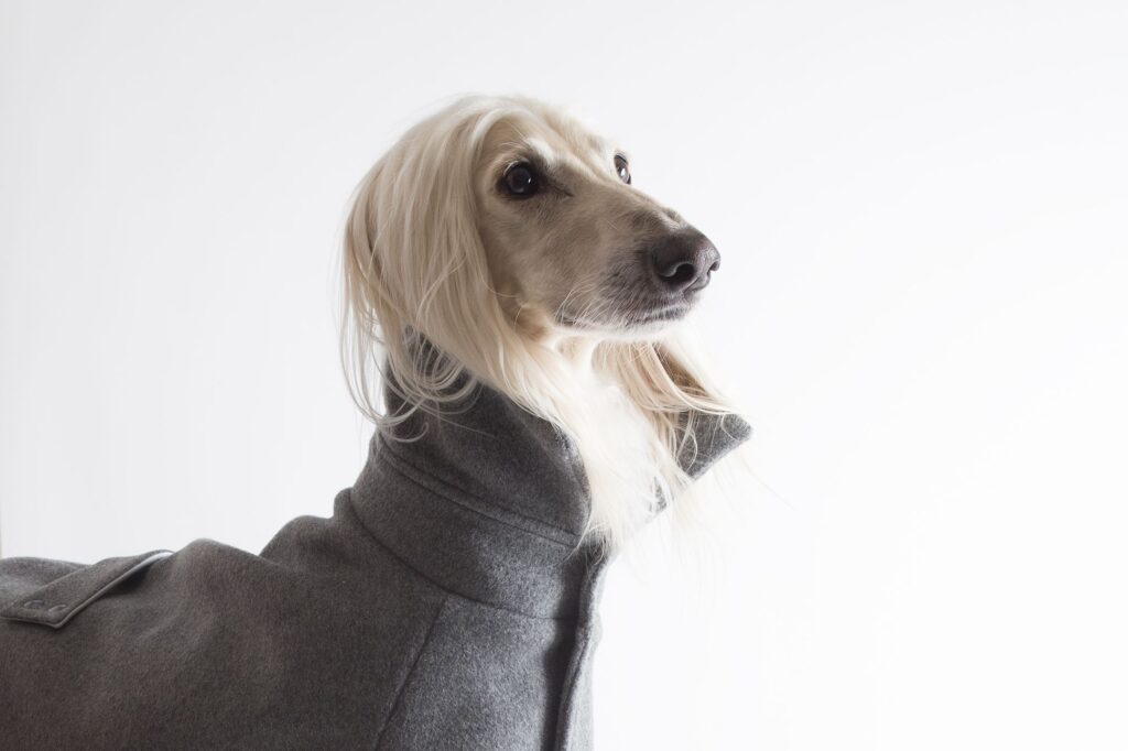 Vacaciones con Pedigree