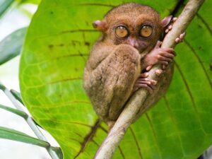 Ver de cerca los tarsiers