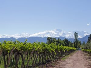 Recorrer los viñedos de Mendoza