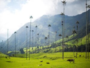 Vuelo en globo o paseos a caballo por el Eje Cafetero