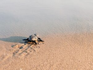 Ver el desove de las tortugas verdes