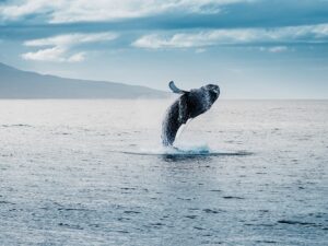 Contemplar ballenas