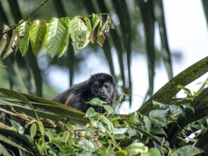 Navegar por el río Monkey