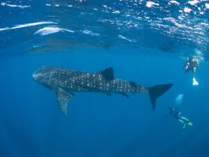 Deslizarse entre tiburones ballena
