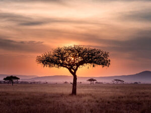 Las Reinas de África con NUBA y Turkish Airlines