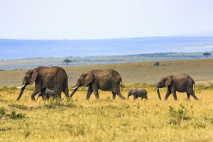 familia, elefantes, africa, nuba