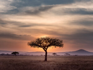 Las Reinas de África con NUBA y Turkish Airlines